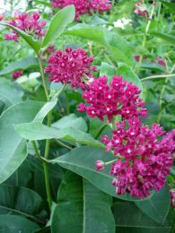 Asclepias purpurascens
